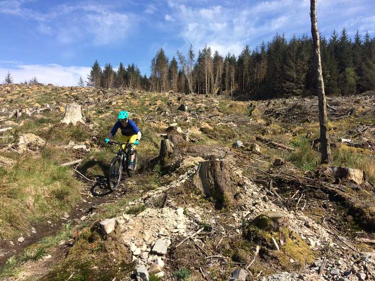 Grizedale forest 2024 mountain bike