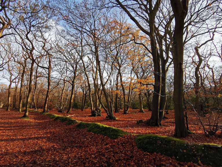 Die 9 schönsten Mountainbike-Touren rund um Burnham Beeches | Komoot