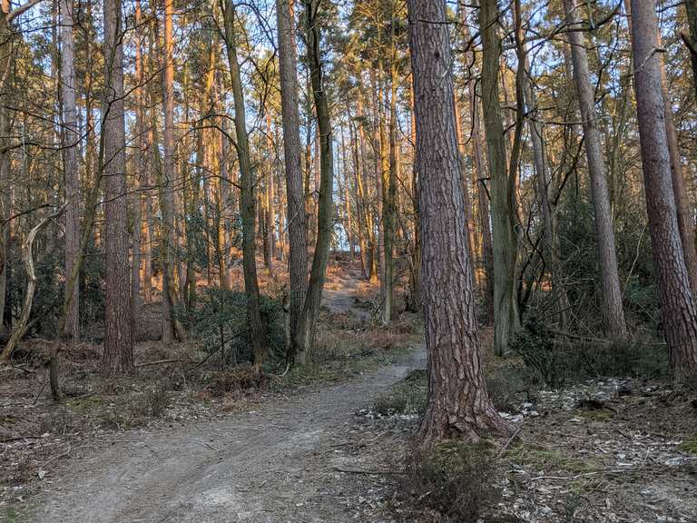 Die 5 schönsten MountainbikeTouren rund um den St Leonard's Forest Komoot
