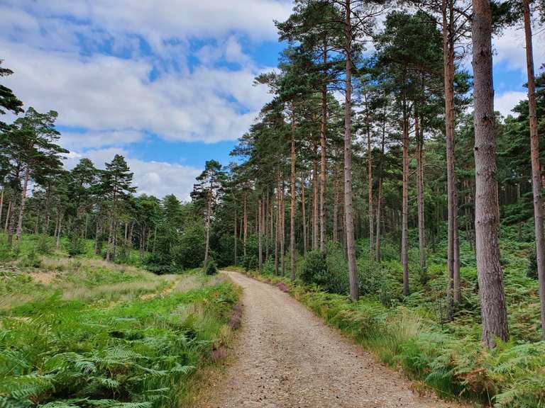 The best MTB trails around Swinley Forest | Komoot