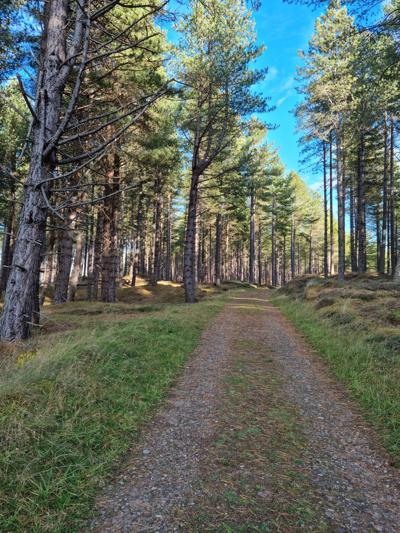 Die 5 schönsten Wanderungen rund um den Culbin Forest | Komoot