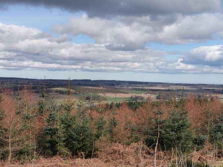 Top 5 Hikes and Walks around Kirkhill Forest | Komoot