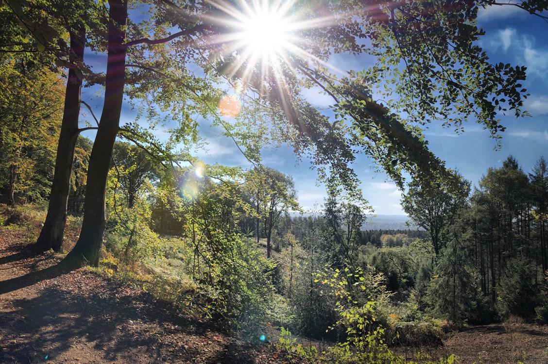 De 20 Mooiste Wandelroutes Rond Het Vijlenerbos | Komoot