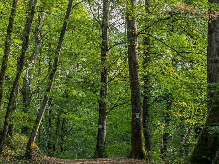 Die 11 schönsten MountainbikeTouren rund um den Forêt de Rothonne Komoot