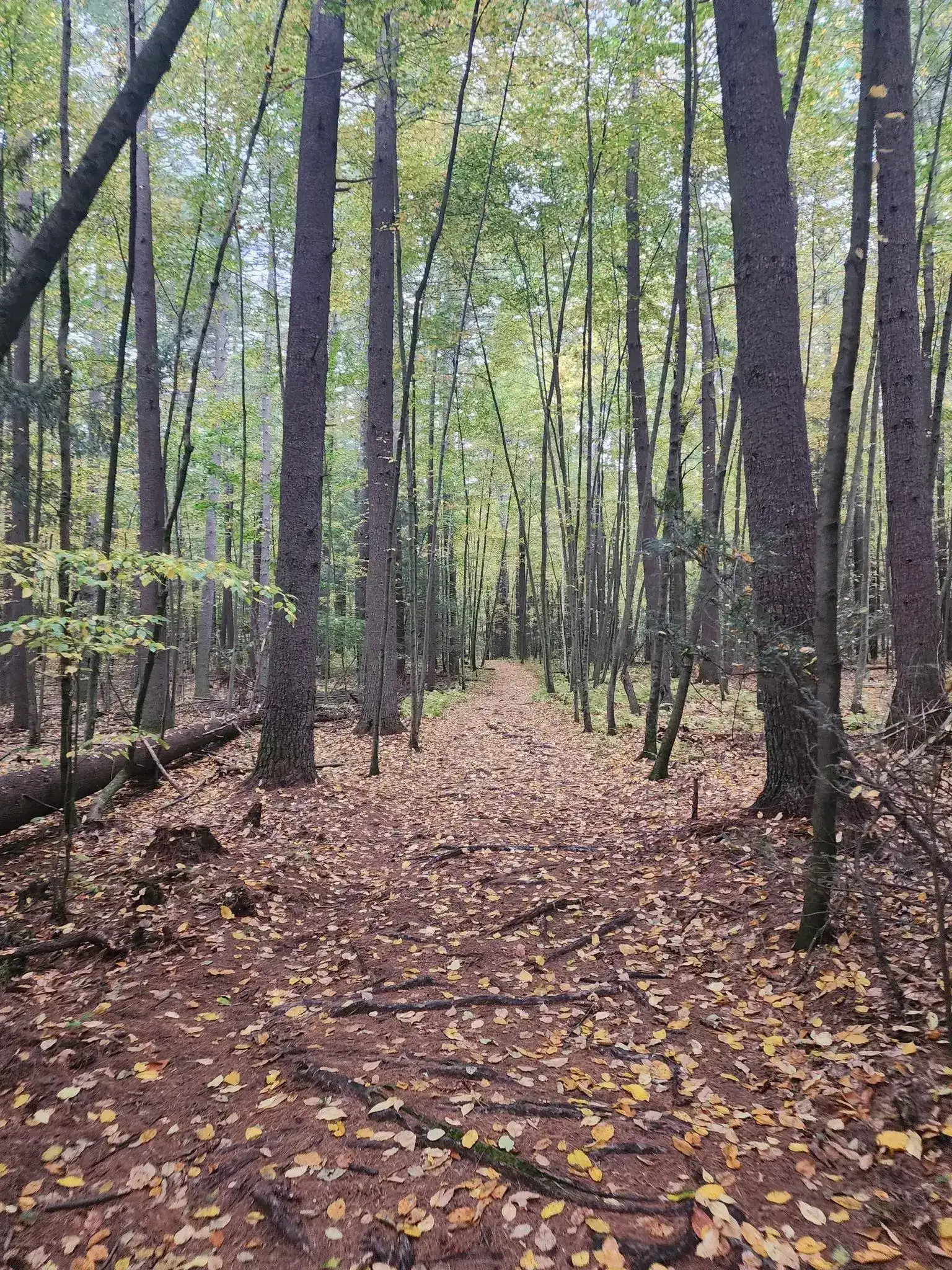Top 10 Hikes and Walks around West Springfield | Komoot