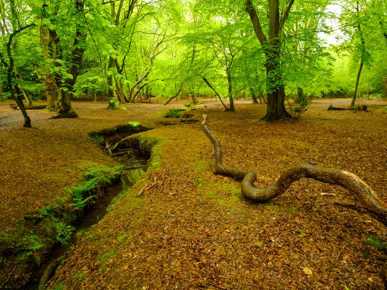 Top 20 Hikes and Walks in Essex Komoot