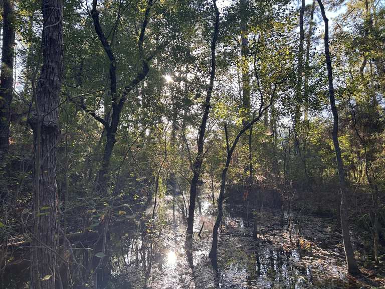 Attractions and Places To See around The Woodlands - Top 15