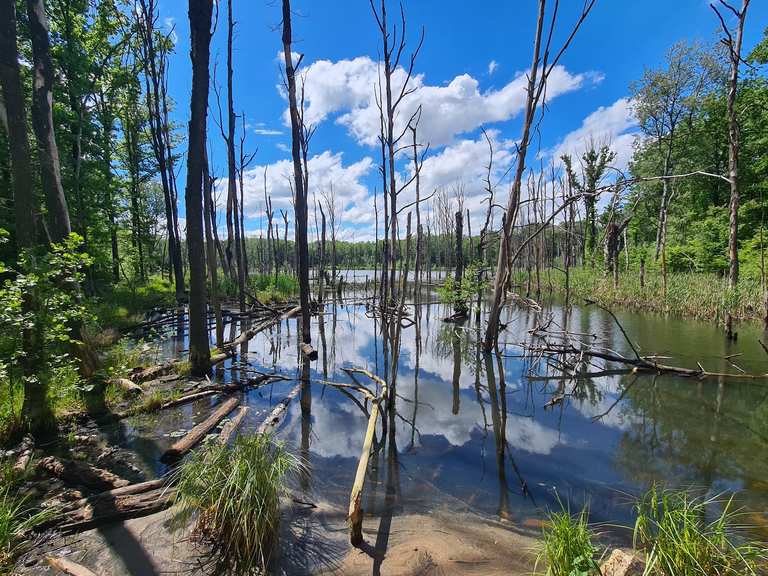 Die 10 schönsten Wanderungen rund um Świętochłowice Komoot