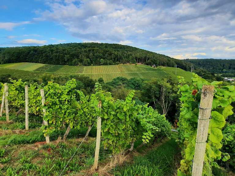 Ausflugsziele rund um Elsenfeld - Die Top 20 | Komoot