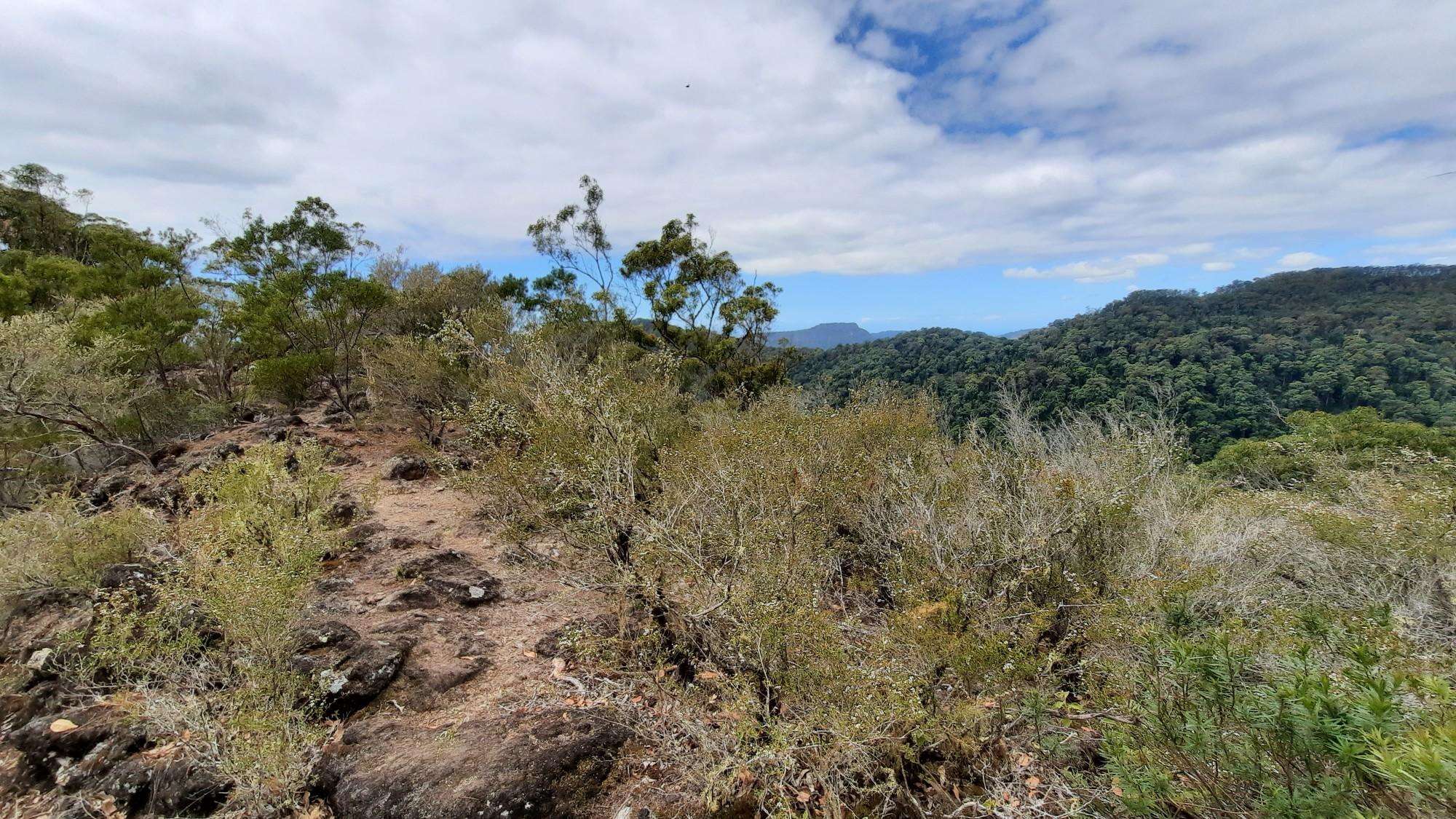 Top 9 Hikes and Walks in Springbrook National Park | Komoot