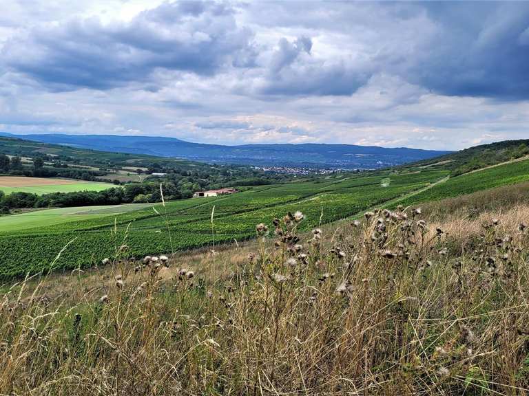 Ausflugsziele rund um Appenheim - Die Top 20 | Komoot
