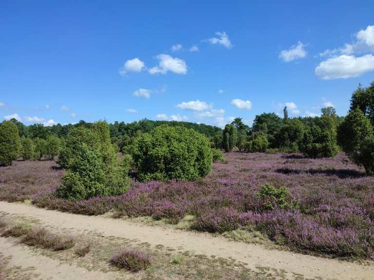 Top 10 Hikes and Walks in Heiden Und Magerrasen In Der Südheide | Komoot