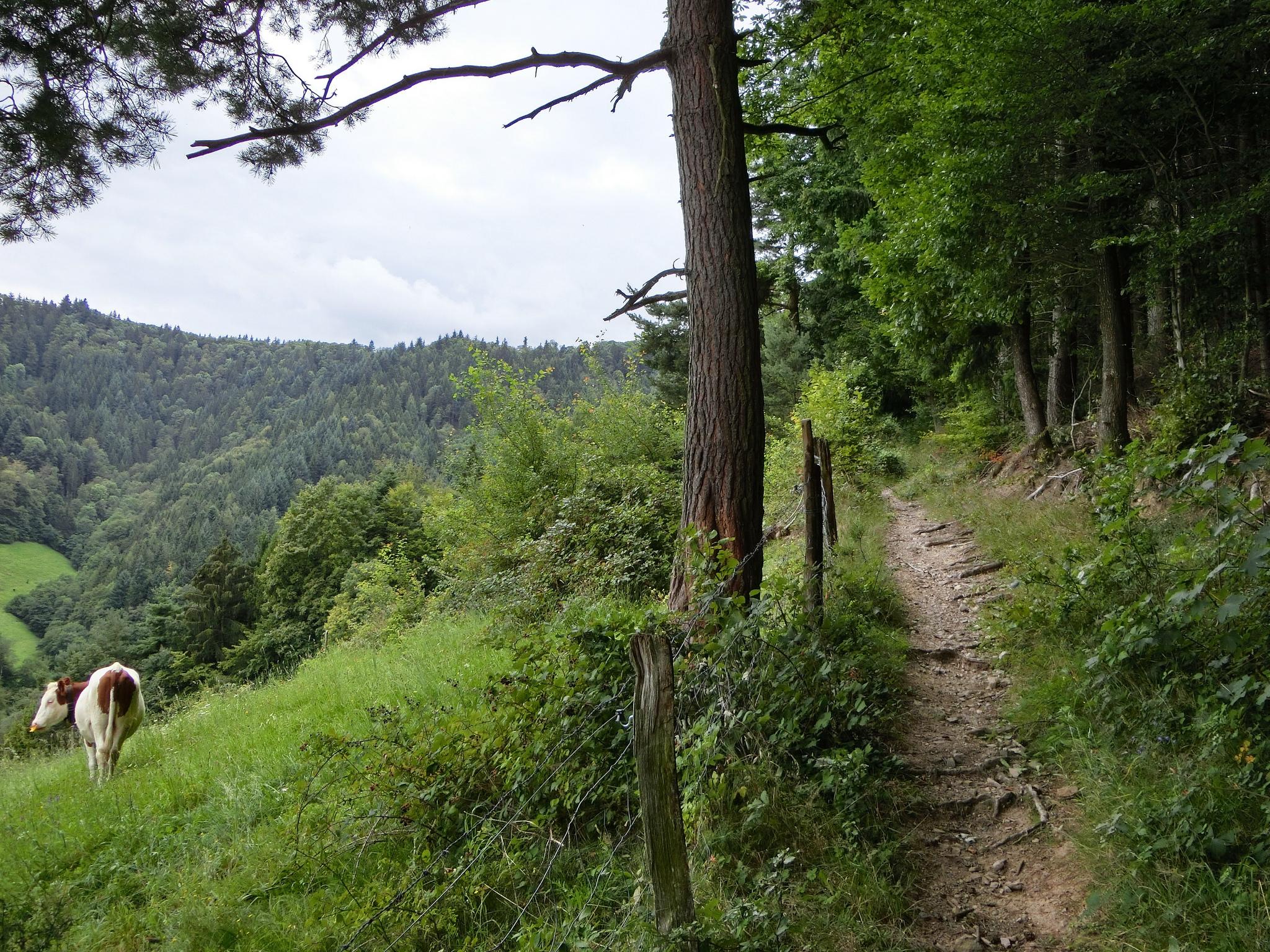 Die 10 Schönsten Mountainbike-Touren Rund Um Freiburg Im Breisgau | Komoot