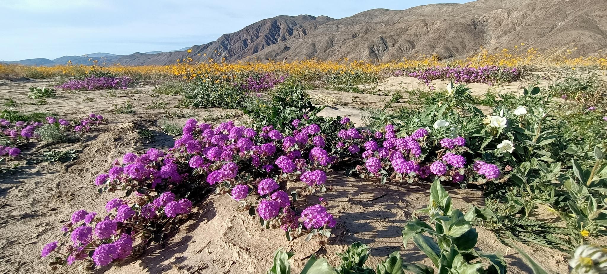 Top 20 Hikes and Walks in Anza Borrego Desert State Park Komoot