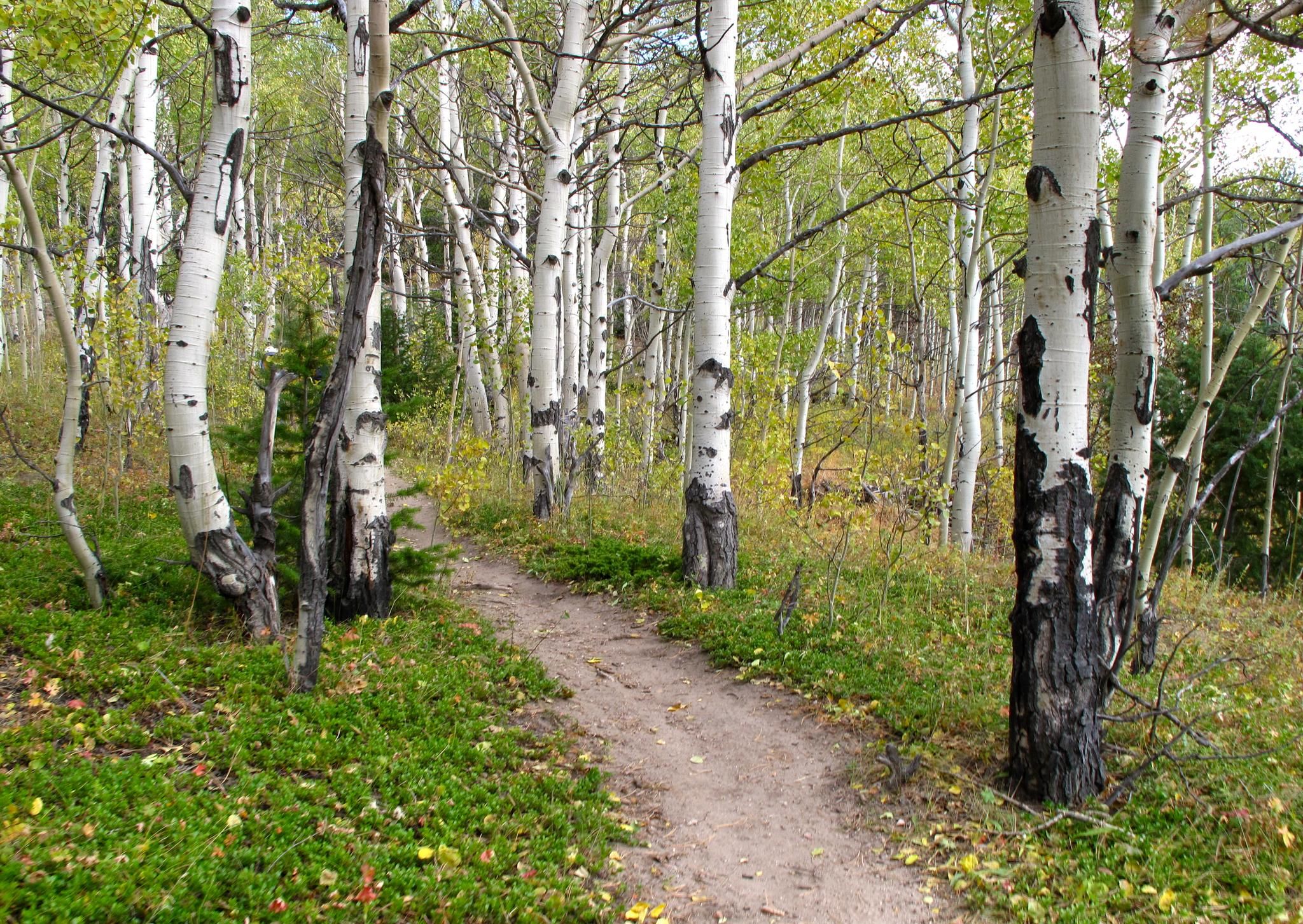 Top 16 Hikes and Walks in Golden Gate Canyon State Park Komoot