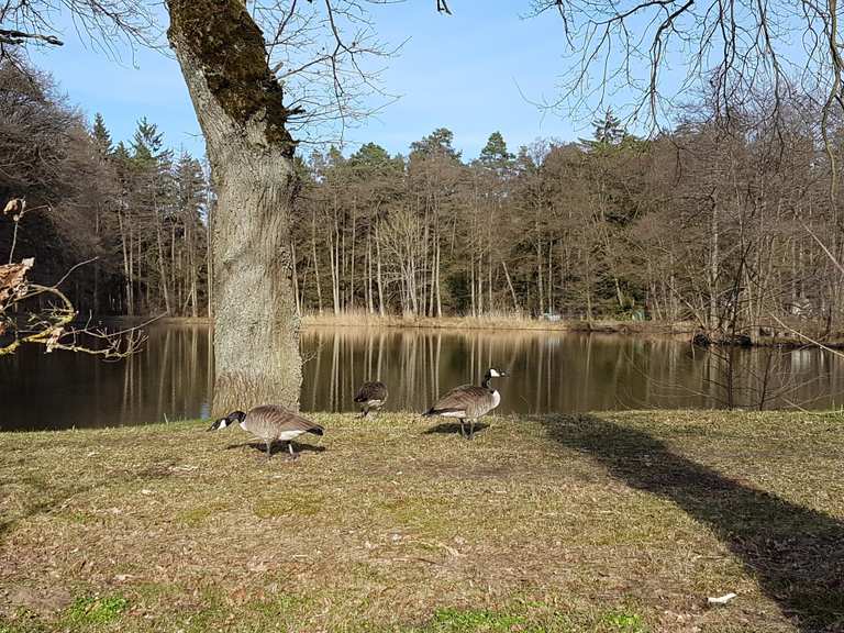 Easy hikes and walks around Cotesbach | Komoot