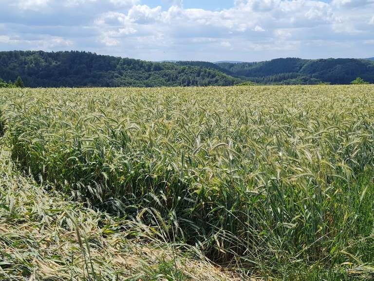 Die schönsten Wanderungen rund um Landscheid | Komoot