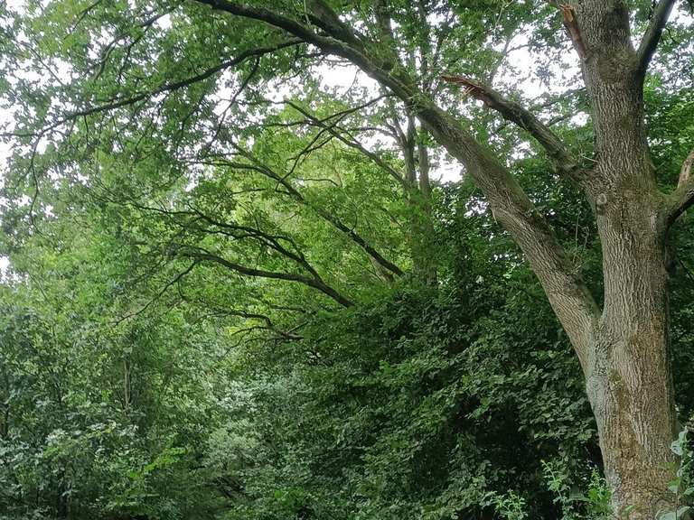 The best traffic-free bike rides around Oftersheim | Komoot
