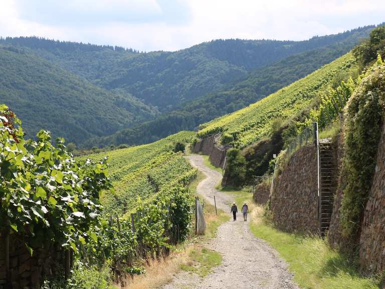 Die 10 schönsten Wanderungen rund um Mayschoß | Komoot