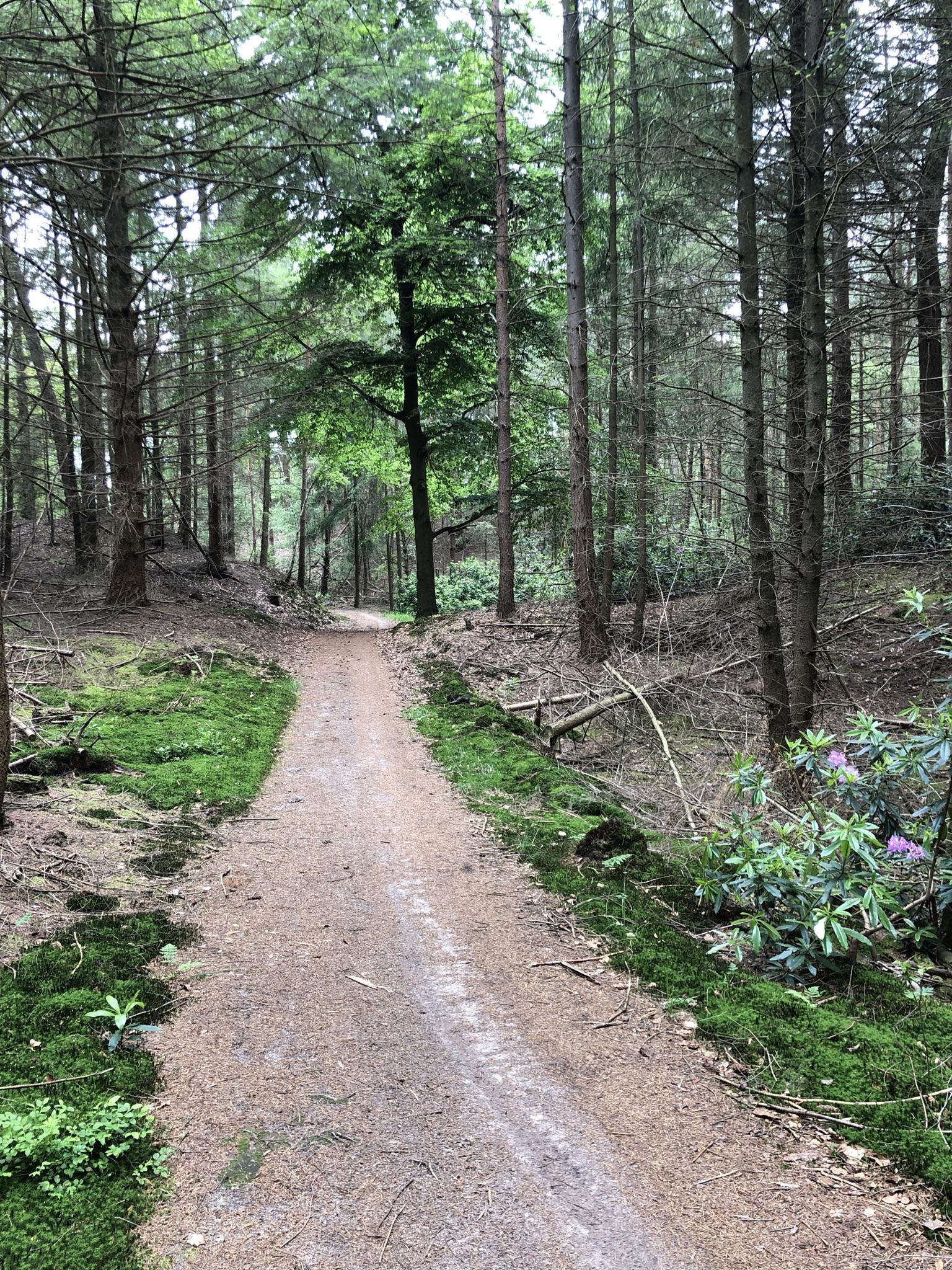 dirt jump trails