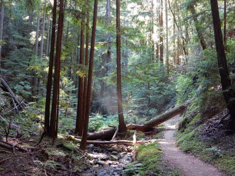 Top 10 Hikes and Walks in the Santa Cruz Mountains Komoot