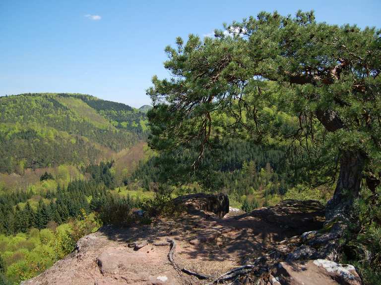 Die 10 schönsten Wanderungen rund um Schönau (Pfalz) Komoot