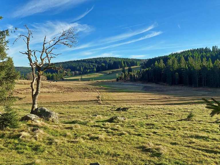 Die schönsten Wanderungen rund um Schönwald im Schwarzwald | Komoot