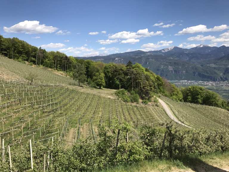 Top 19 Hikes and Walks Magrè Sulla Strada Del Vino Komoot