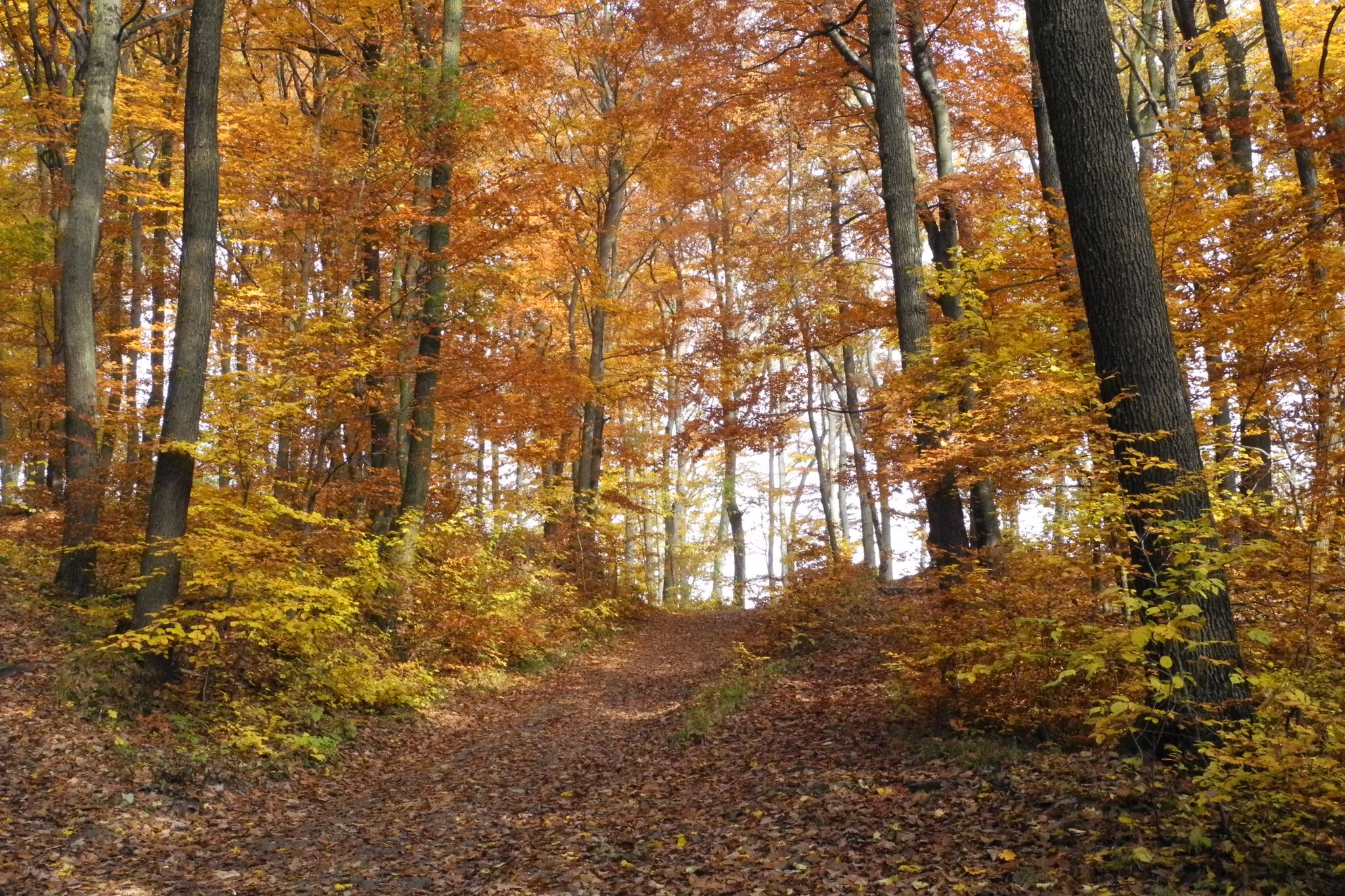 mountainbike tour wien