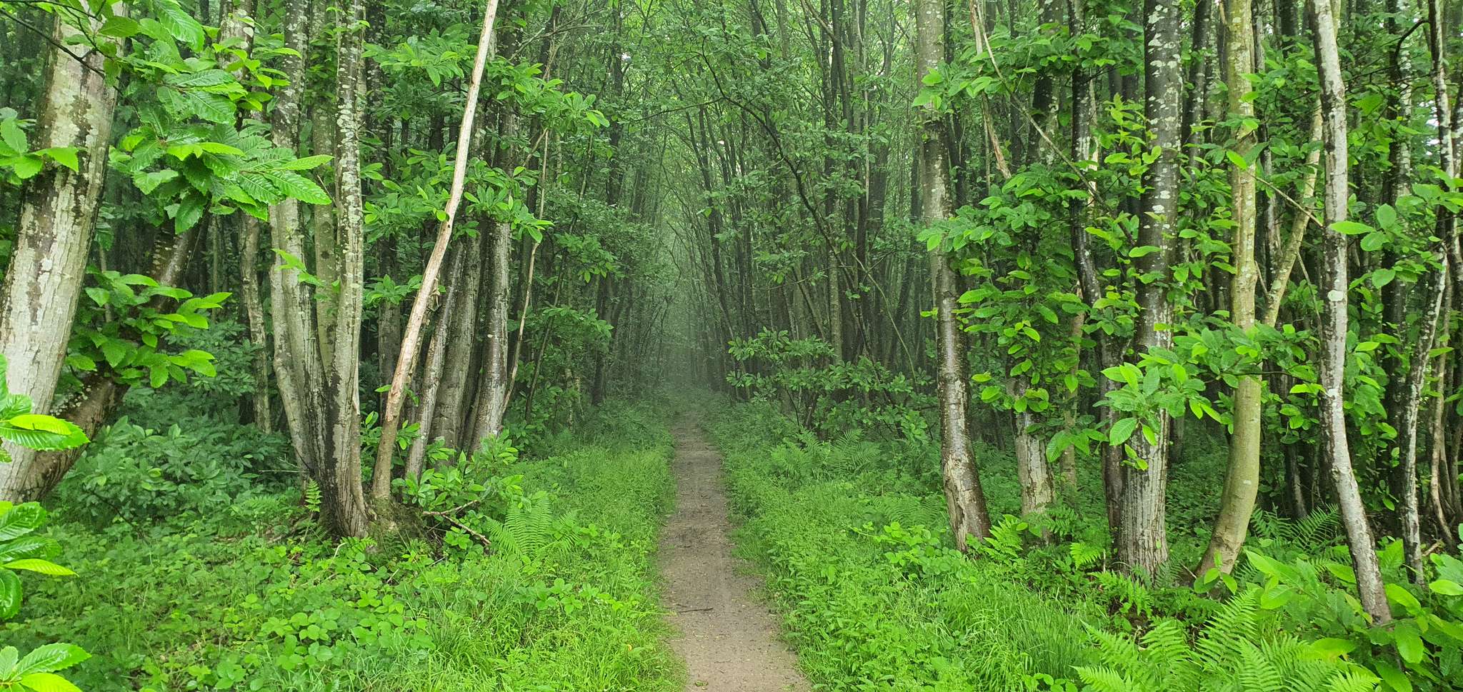 De 6 mooiste wandelroutes rond Throwley | Komoot