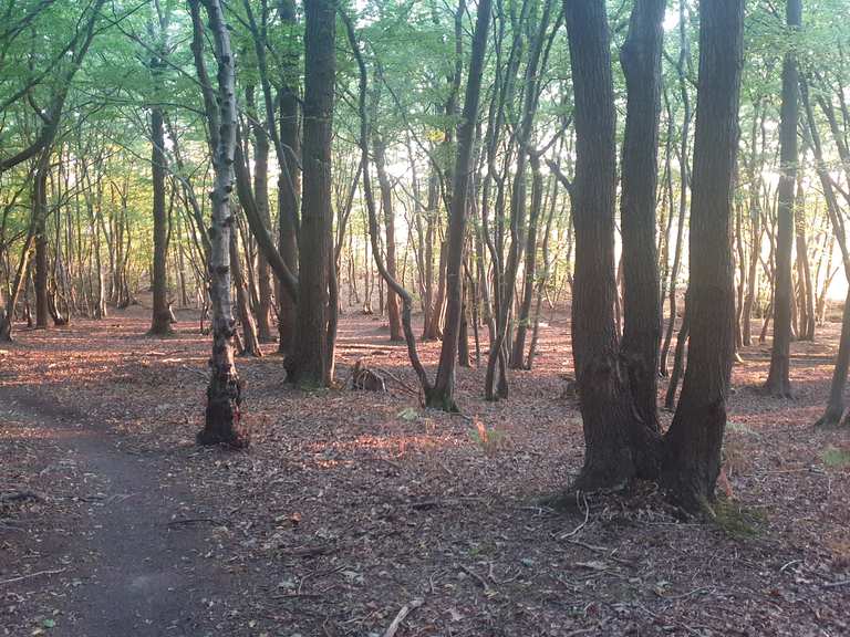 Top 8 Hikes and Walks around Fordwich Komoot