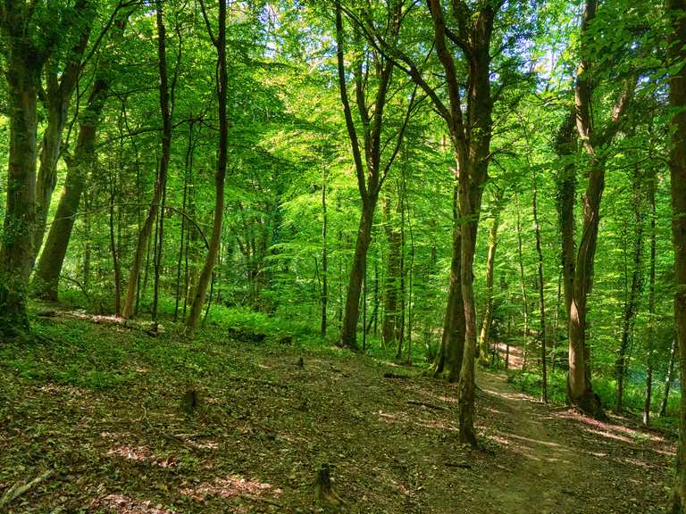 Best spots for nature walks in UK including Brandon Marsh and Looe