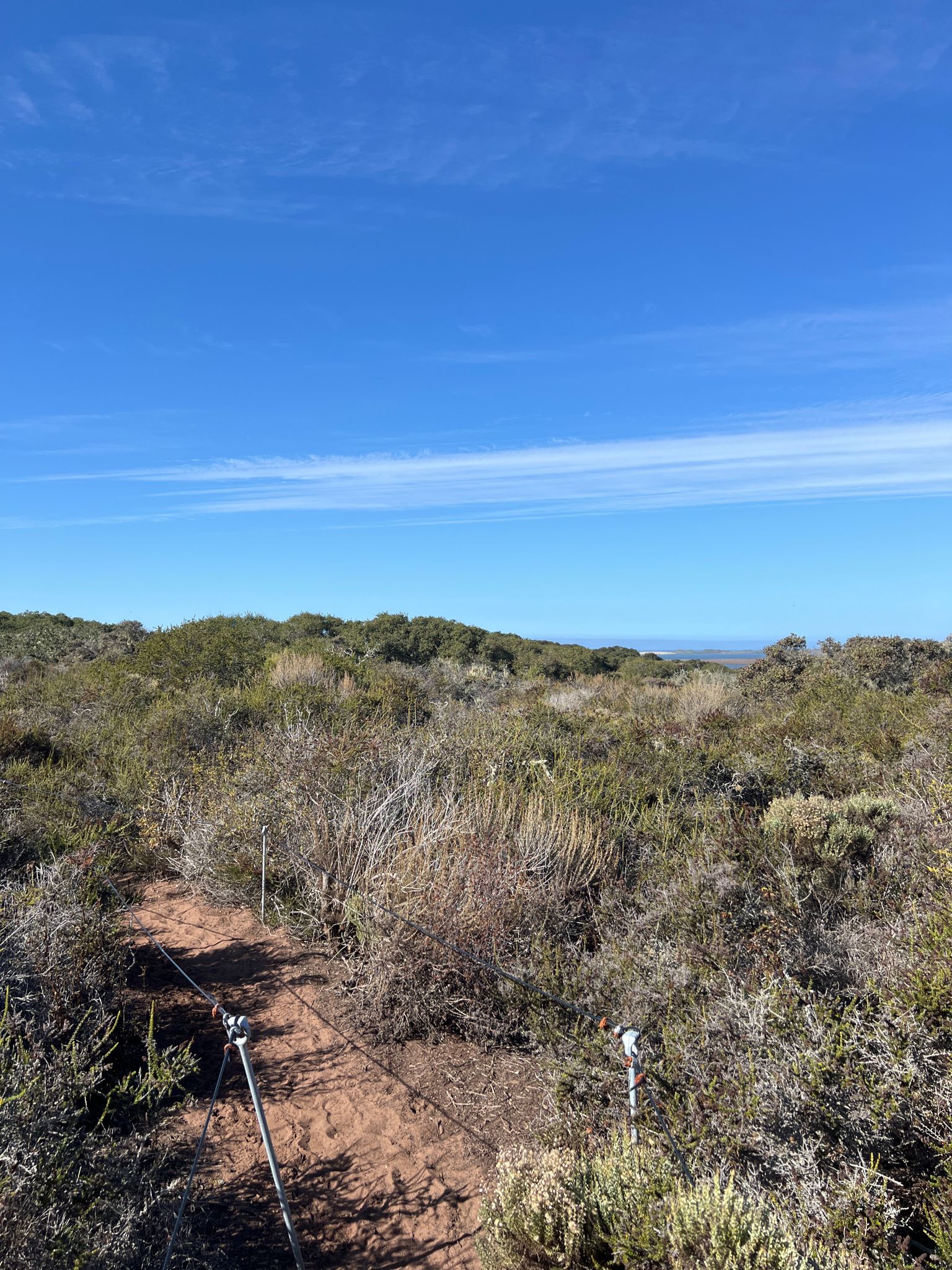 A dirt path through low scrubland, with the ocean visible under a bright blue sky. - El Moro Elfin Forest Preserve – El Moro Elfin Forest Preserve loop from Morro Bay State Park