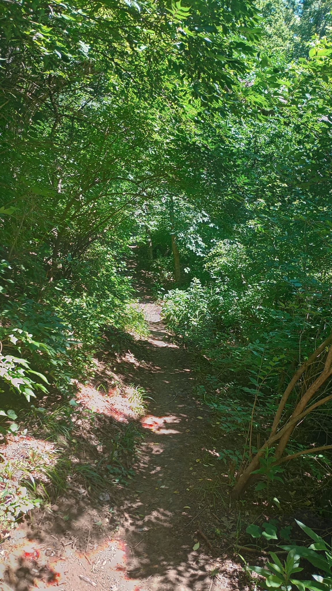 A narrow dirt path winding through dense green forest with dappled sunlight. - Jewell Park Trail