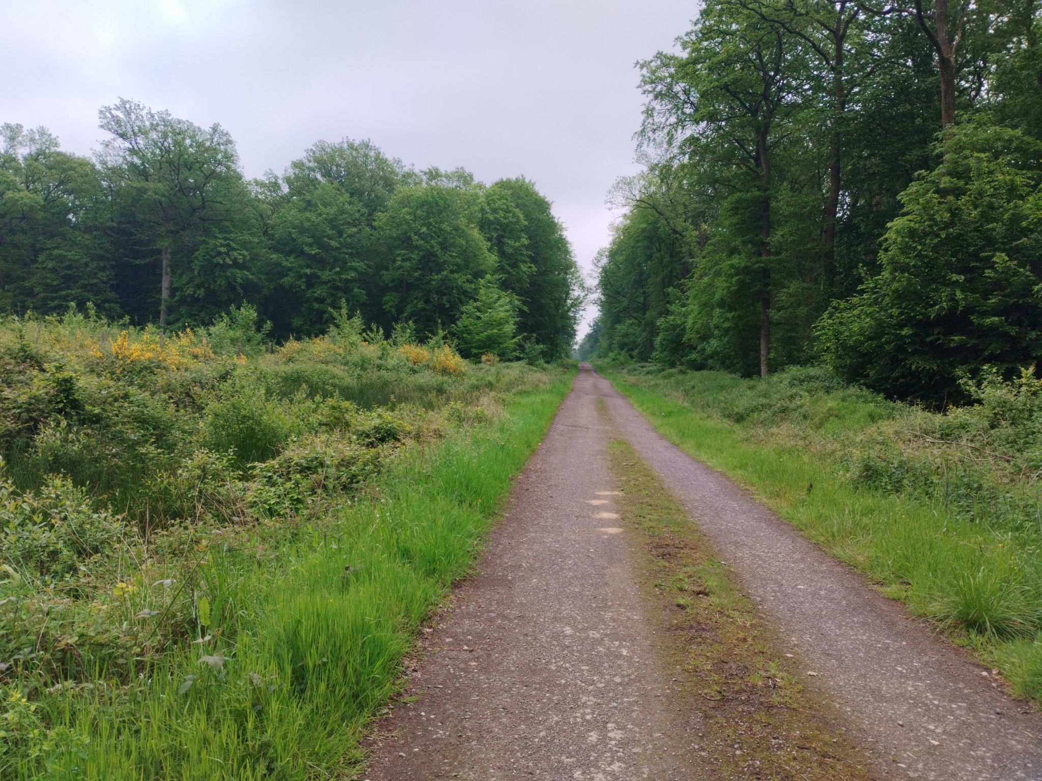 Foret de Mormal