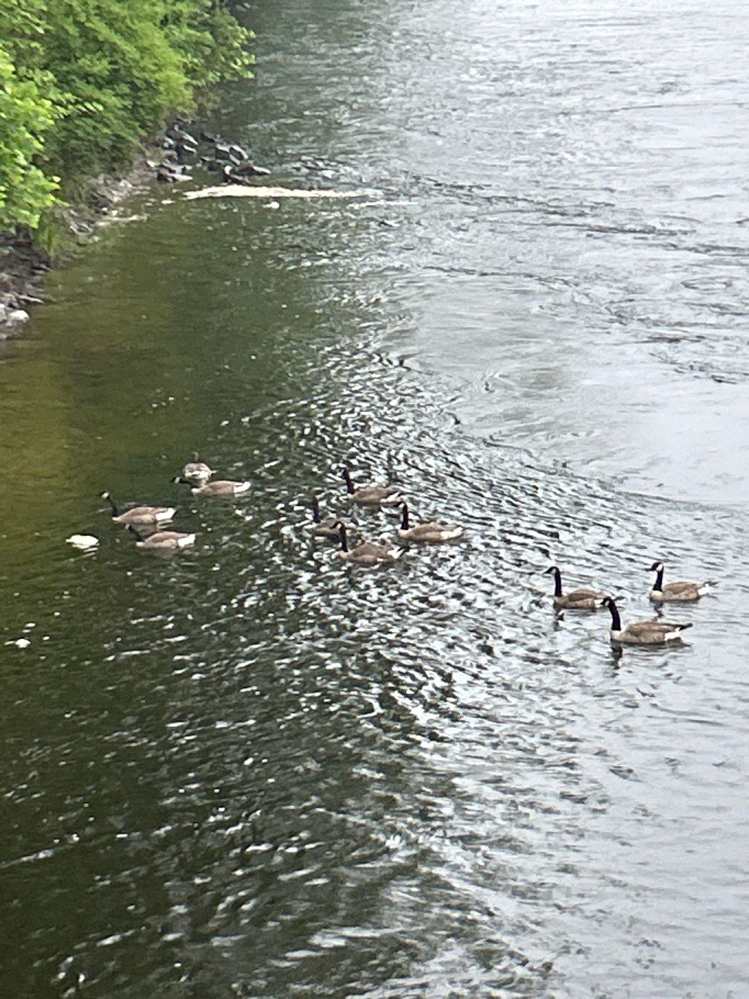 Flock of geese swimming in a flowing river near a green bank. - Tinker Hill – Sherman Hill loop from East Forest Park