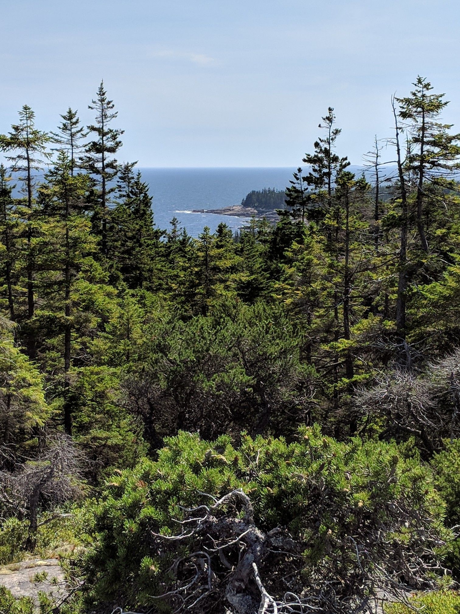 Lush green forest overlooks a rocky coastline and calm blue ocean. - Anvil Trail