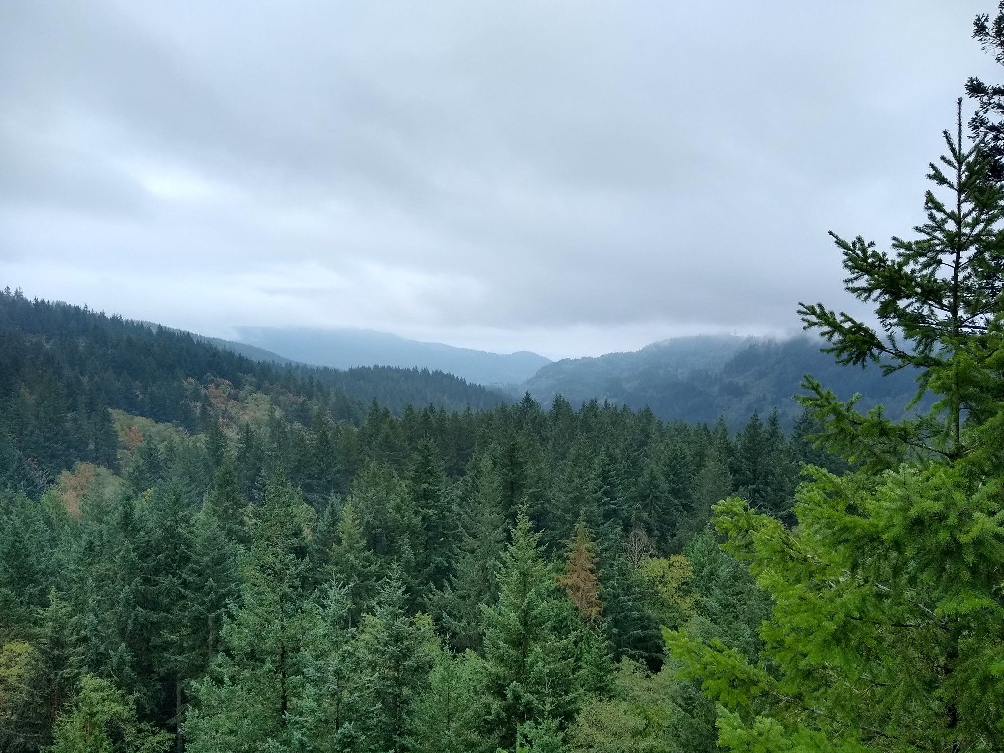 Dense evergreen forest covers rolling hills under a cloudy, overcast sky. - Raptor Ridge Lookout – Arroyo Nature Reserve loop from Bellingham
