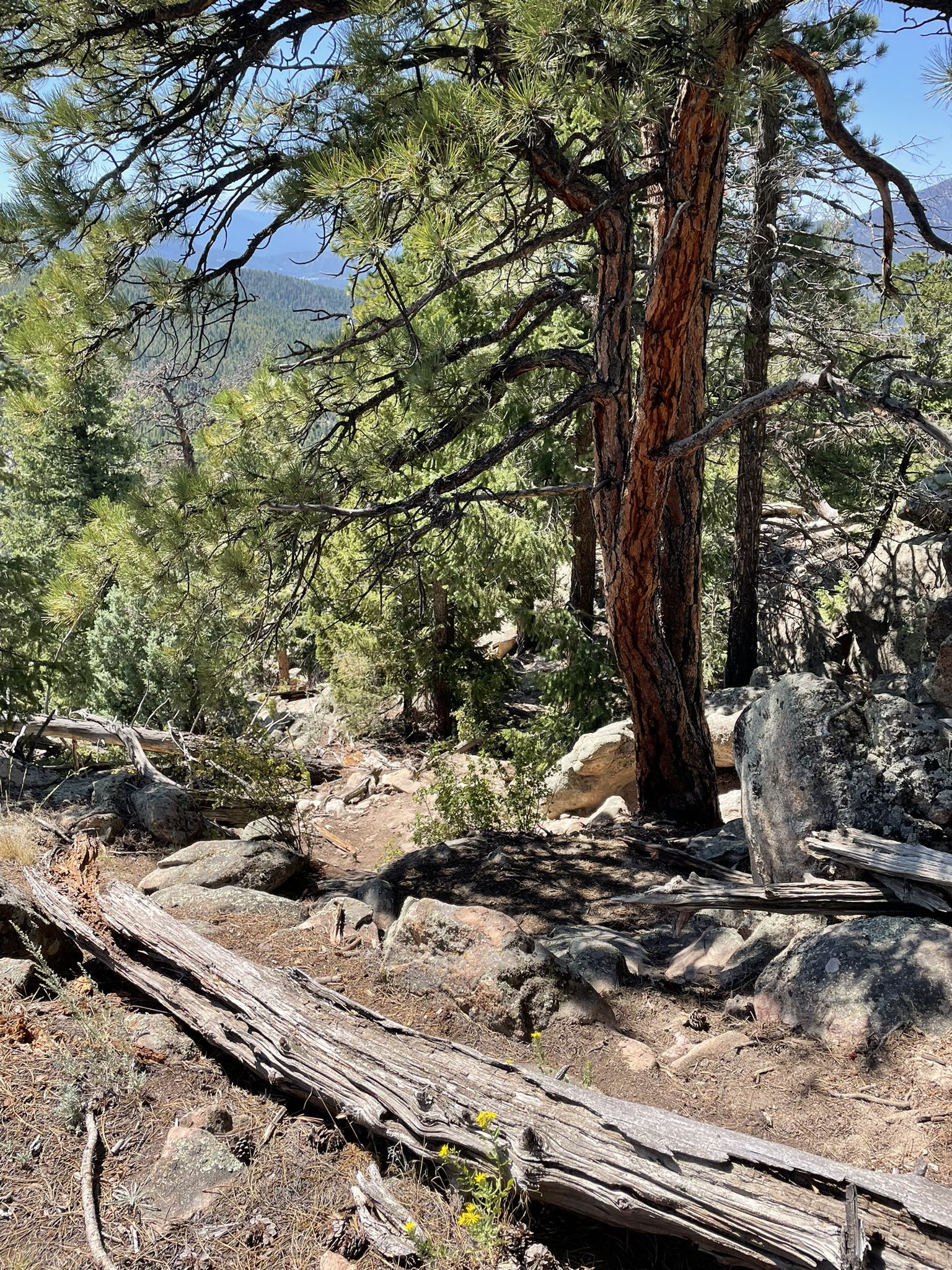 Shaded forest path with a large tree and a fallen log. - Elephant Butte Loop