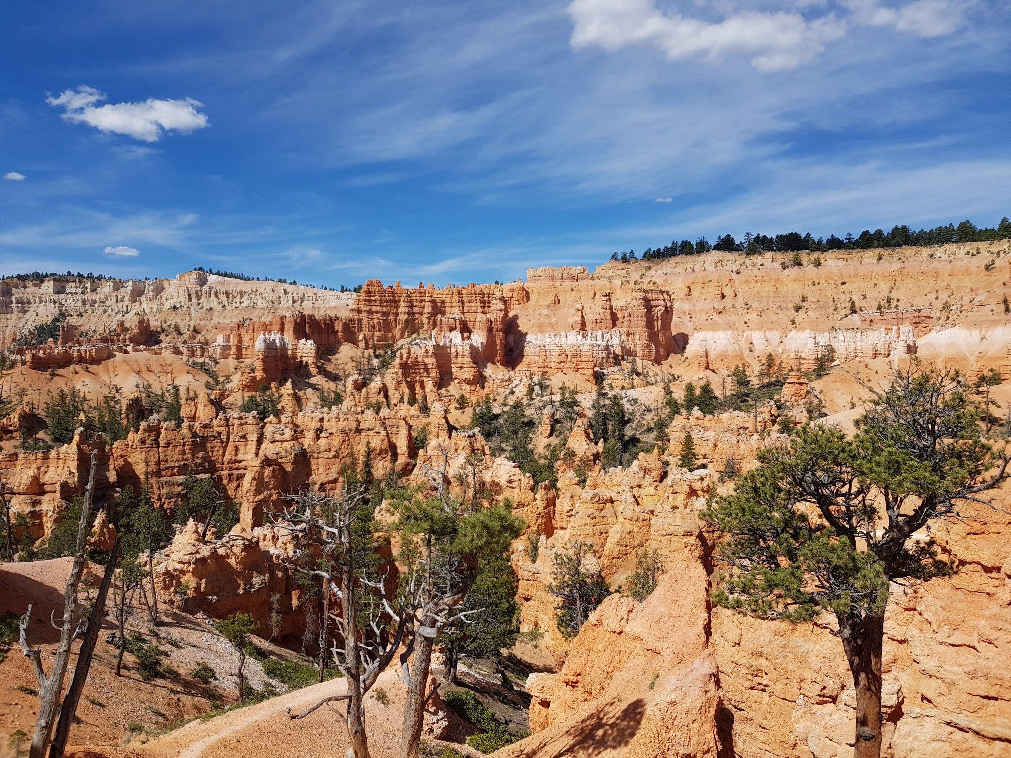 Expansive view of orange rock formations and green trees under a blue sky. - Queens Garden Trail – Thor's Hammer loop from Bryce Canyon Lodge