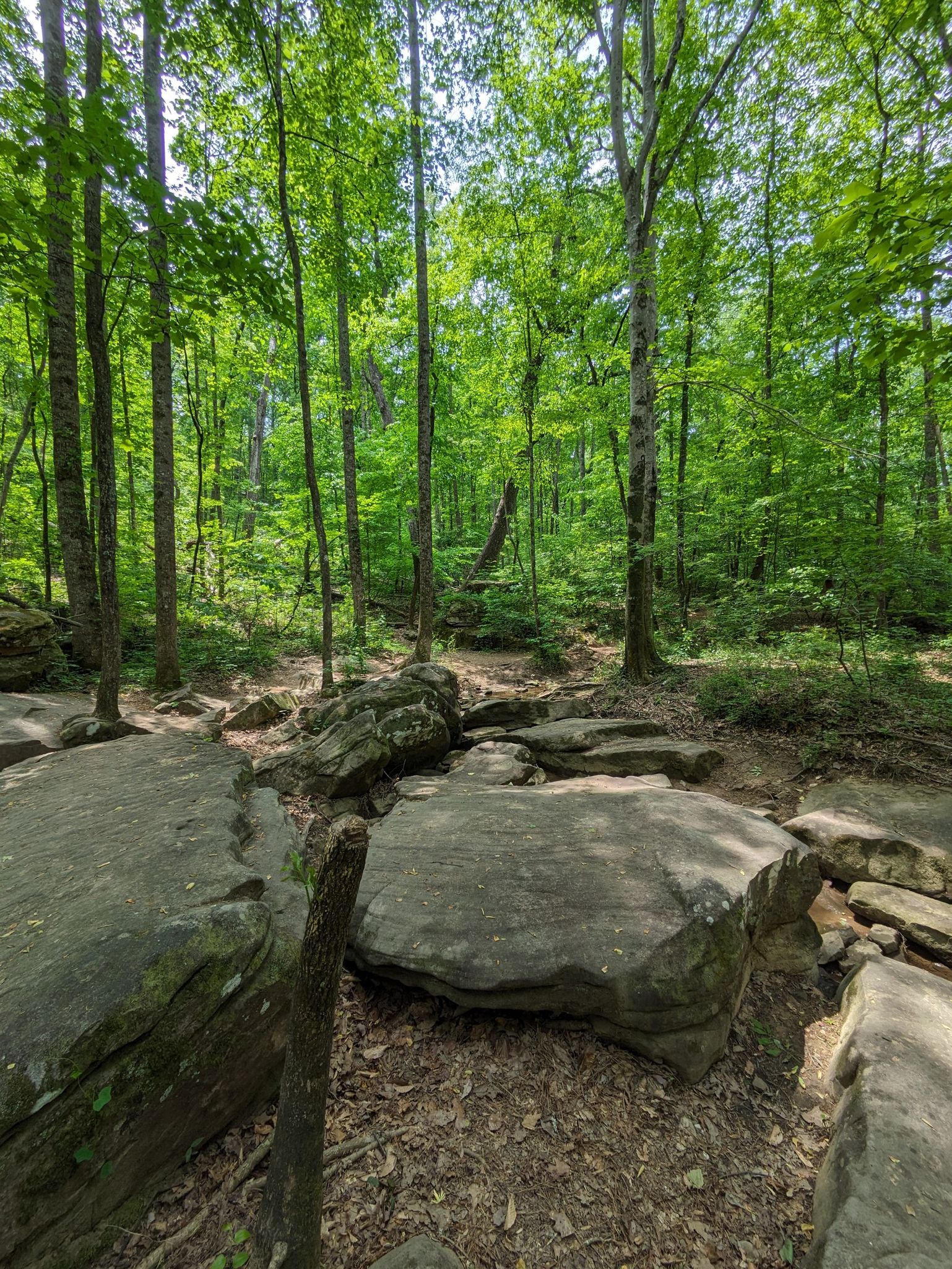 Large rocks on a sunlit forest floor surrounded by green trees. - High Falls Overlook – Moss Rock Preserve loop from Moss Rock Preserve