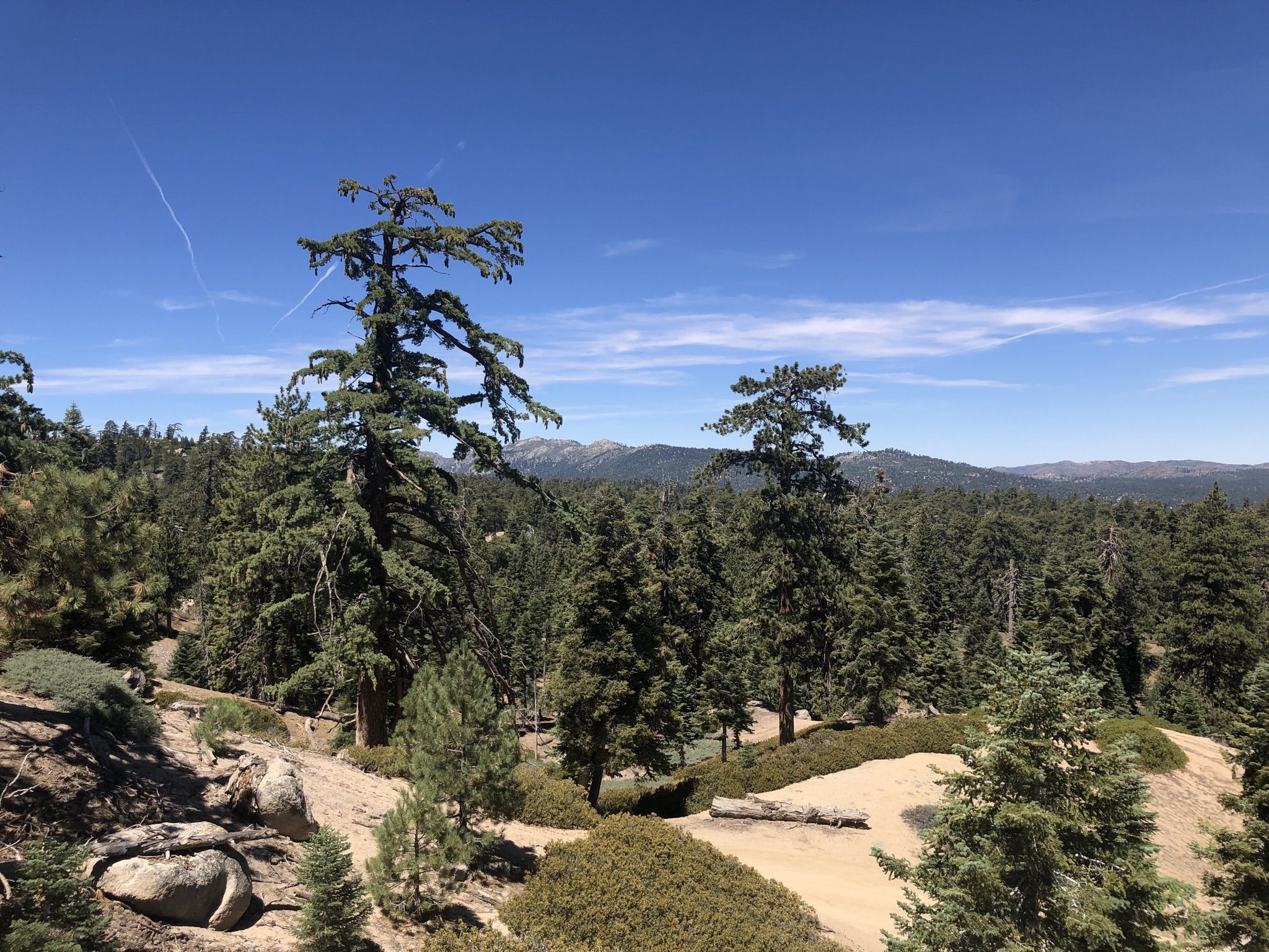 Forested mountain landscape under a clear blue sky on a bright day. - Pine Knot and Skyline Trail Loop