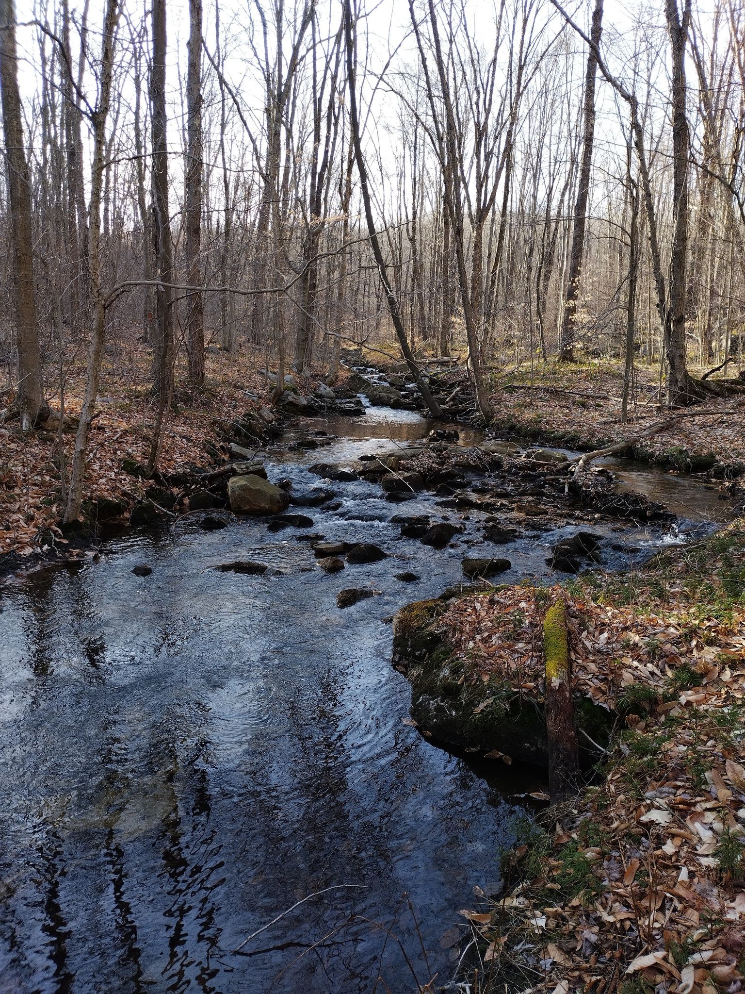 A rocky stream flows through a bare forest with fallen leaves. - Quehanna North Trail