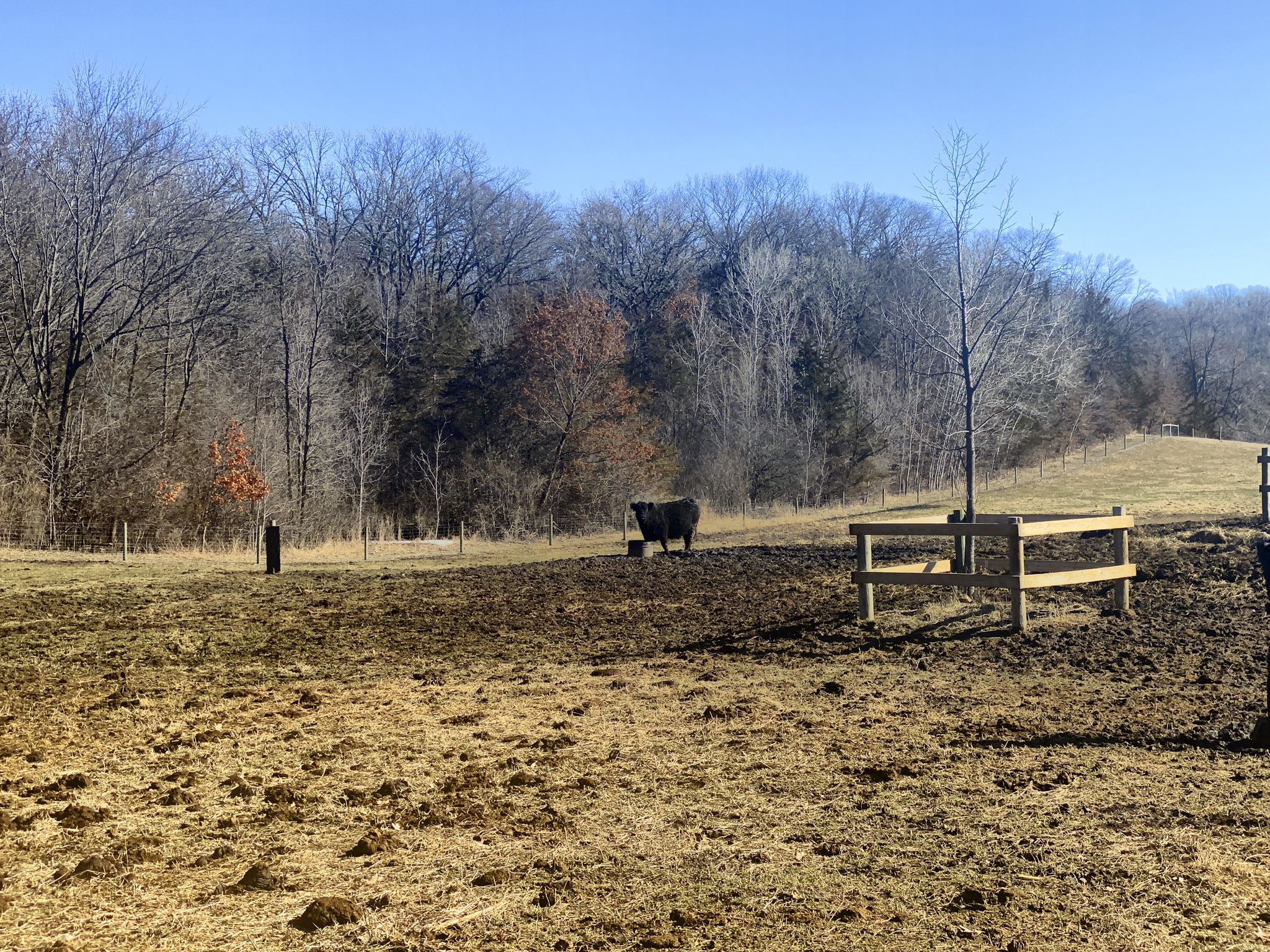 A black cow stands in a muddy field with bare trees and a wooden fence. - Gale Woods Farm Loop