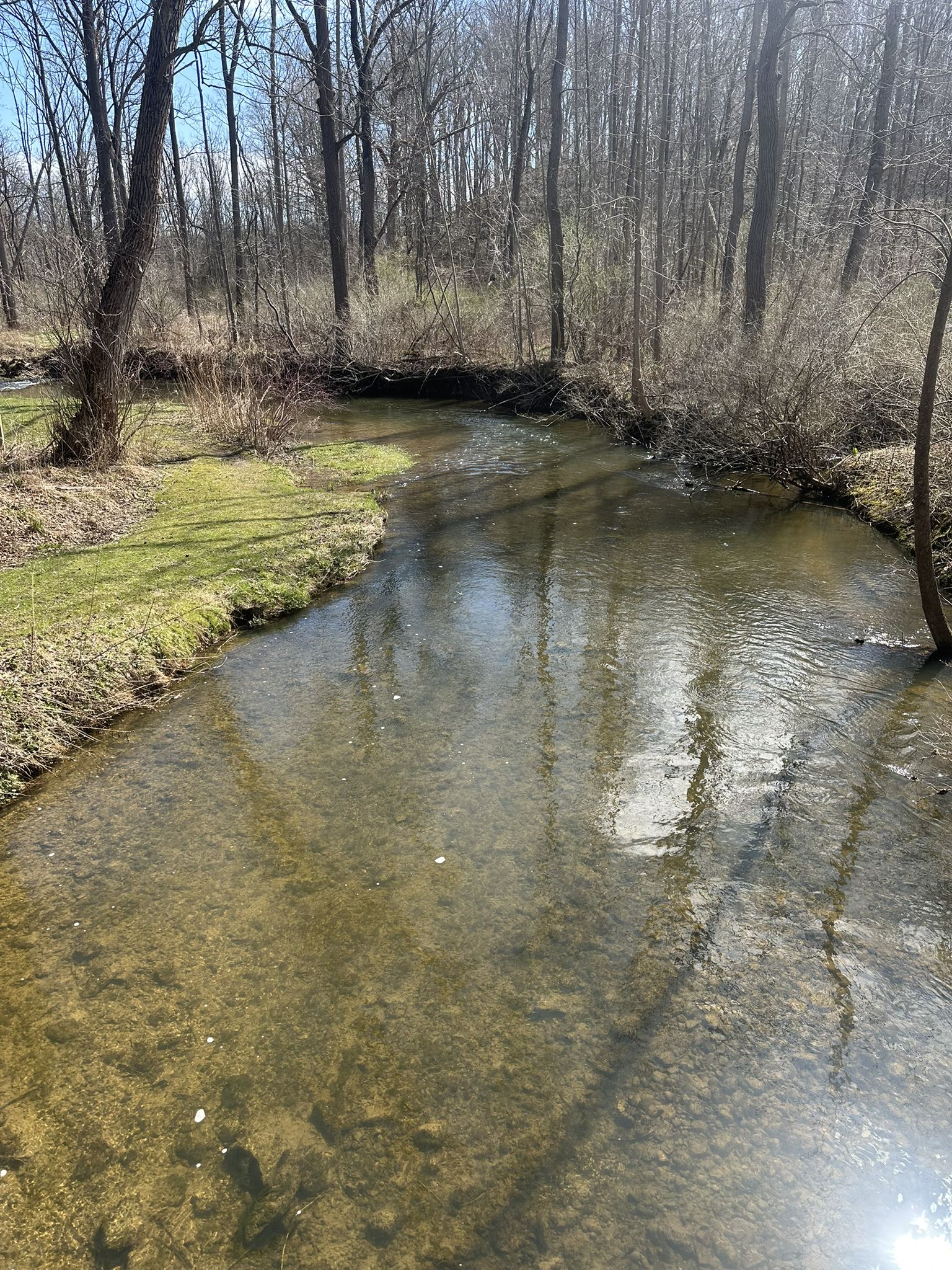Clear stream flowing through a bare forest with green grass under bright sunlight. - Fishers Park Trail