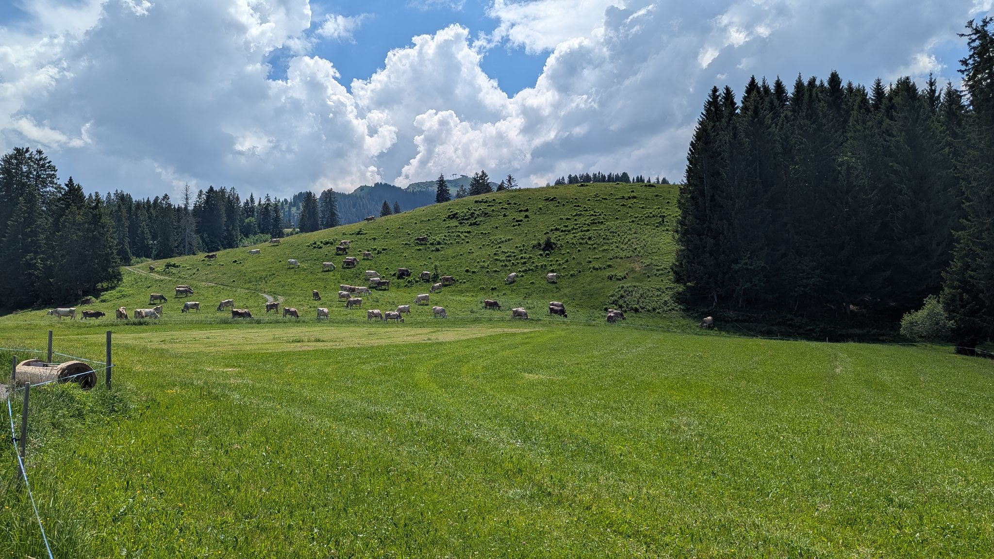 Kühe in der Ferne, aber unüberhörbar!