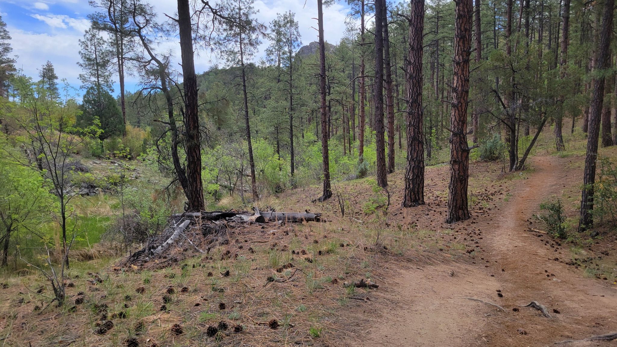 Dirt path winding through a sunlit pine forest with a valley. - Downtown Prescott – Thumb Butte Trail loop from Prescott