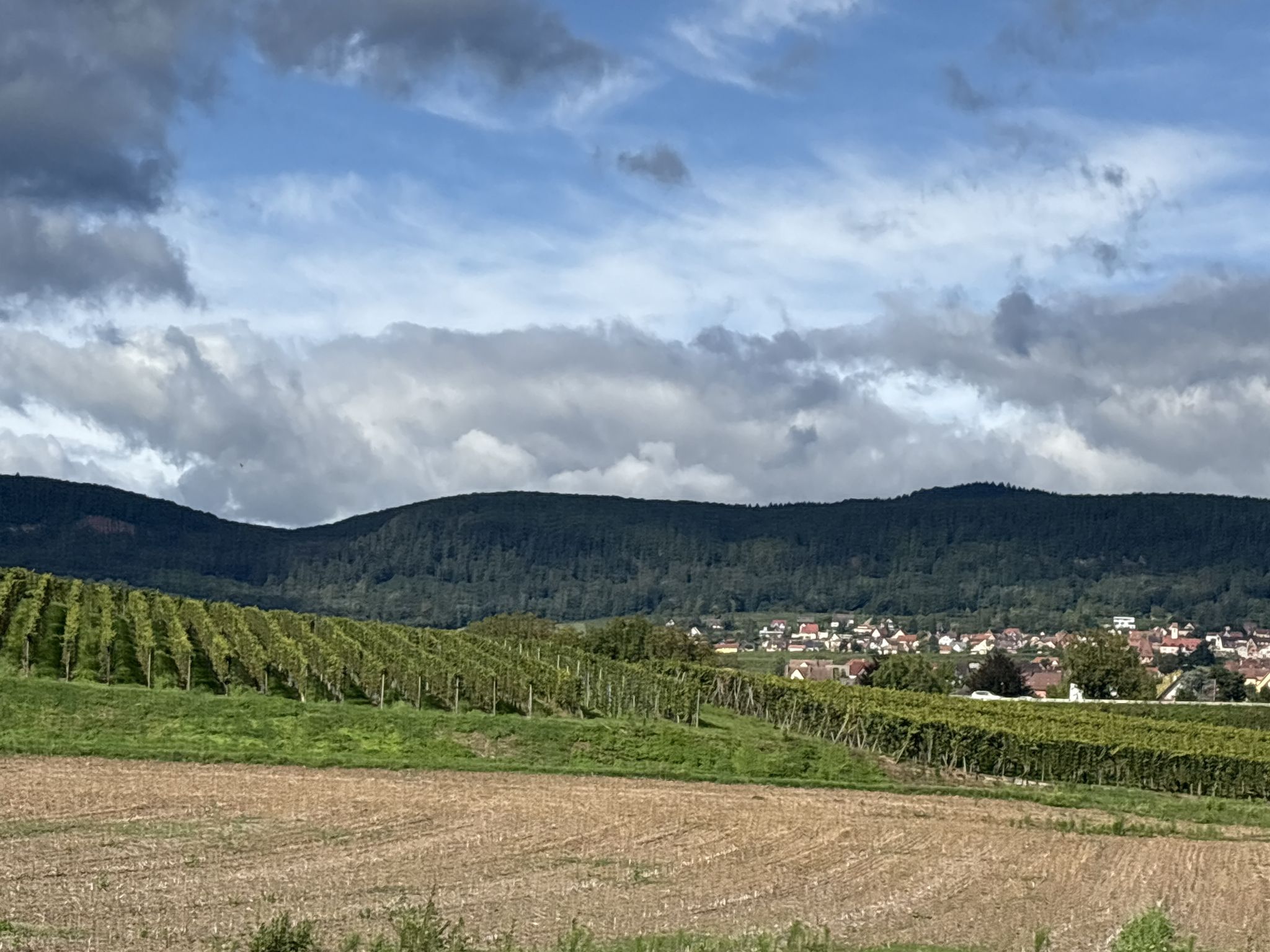 Weinberge und die Vogesen