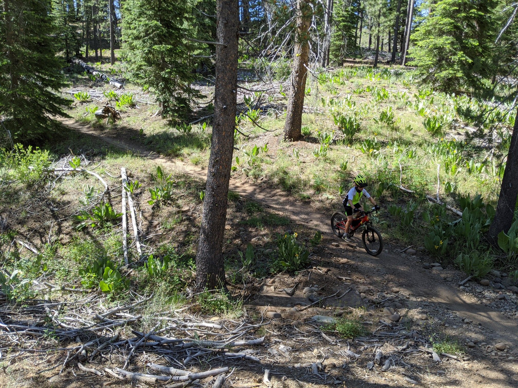 A person mountain biking on a sunny dirt trail in a dense pine forest. - Twisted Metal – Truckee Downtown loop from Bermgarten Parking