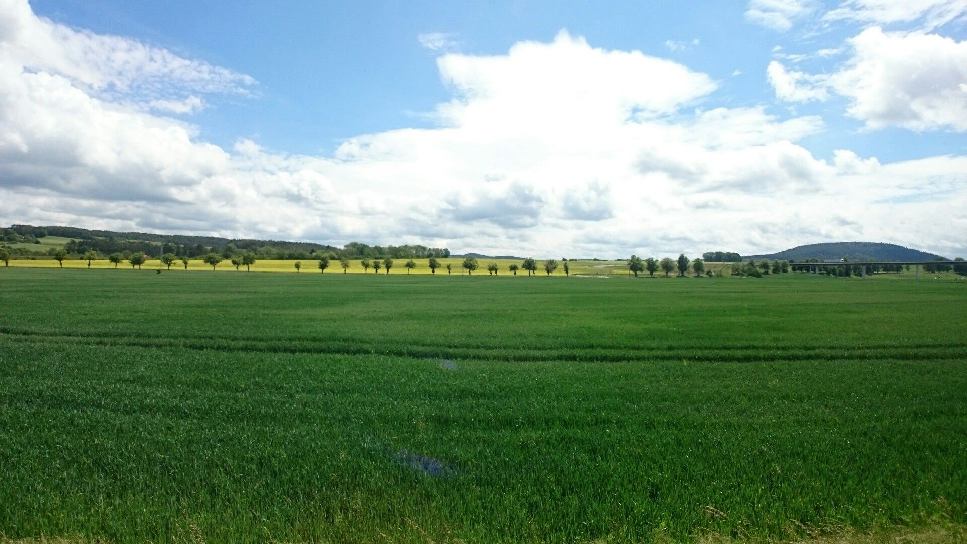 Blick auf Tannreisig
